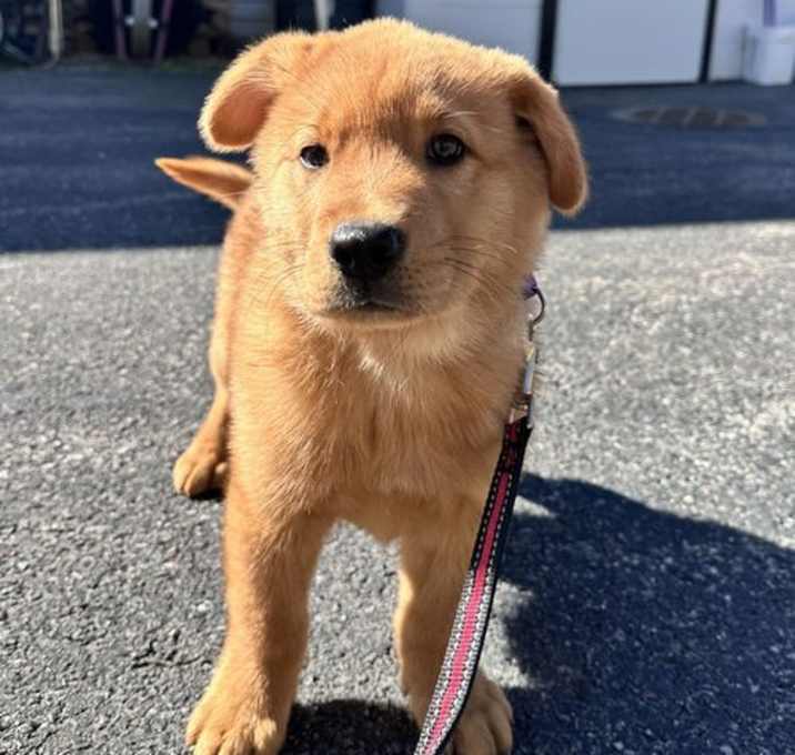 Photo of Peanut 3 months AVAIL 9/26