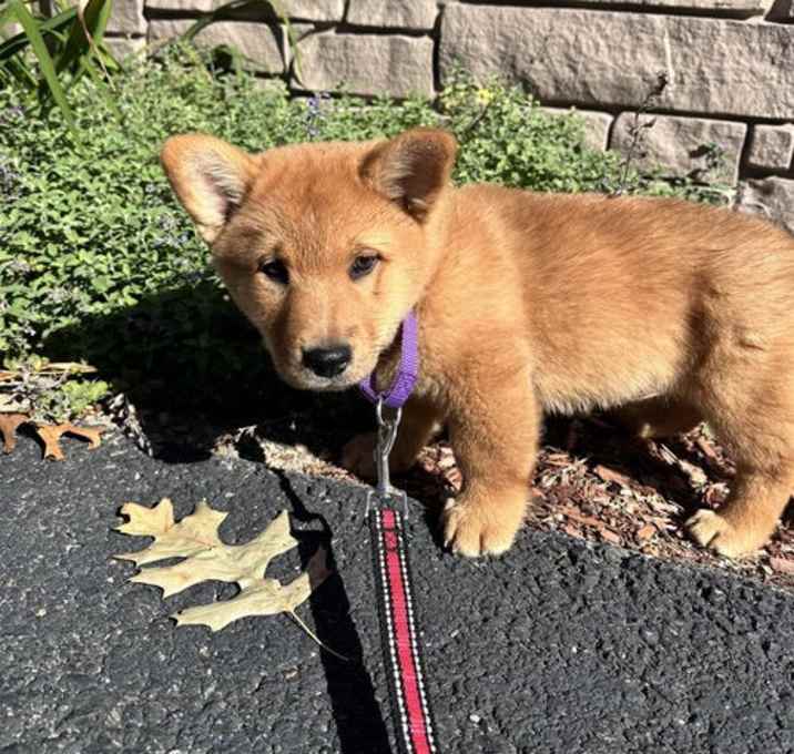 Photo of Star 3 months AVAIL 9/26