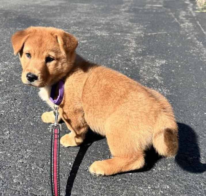 Photo of Bonnie 3 months AVAIL 9/26