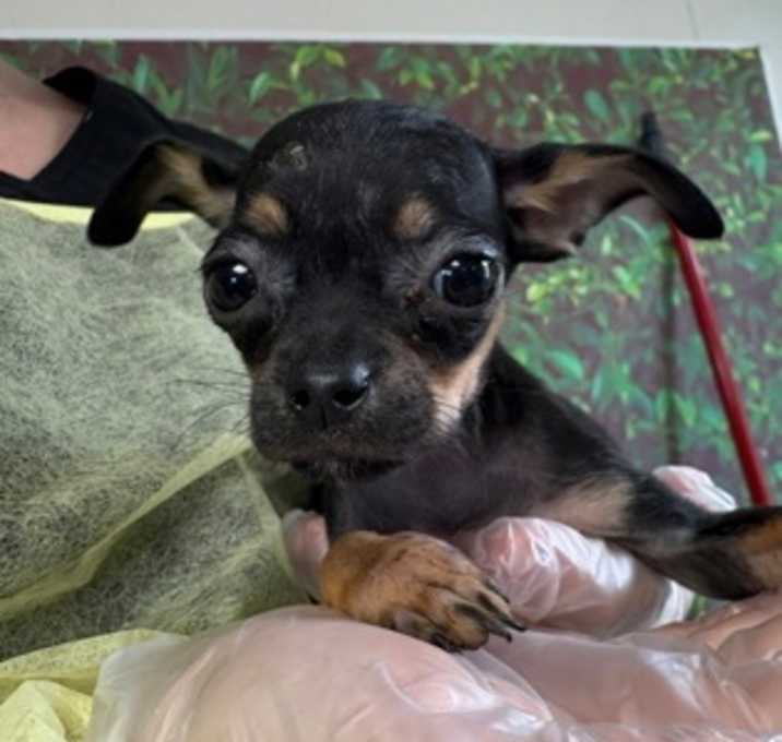 Photo of Bug
