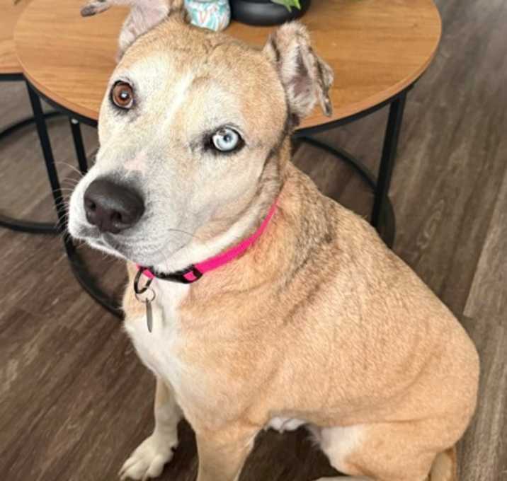Photo of Sweetie