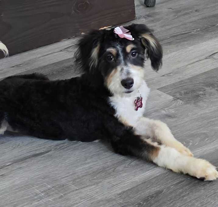 Photo of Bella