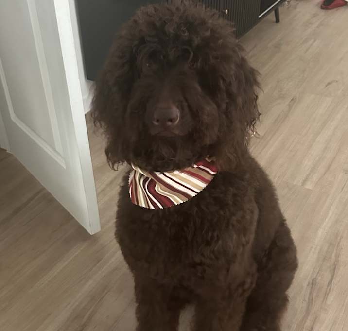 Photo of Dolce