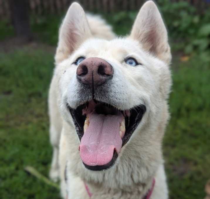 Photo of Pinky (mcas)