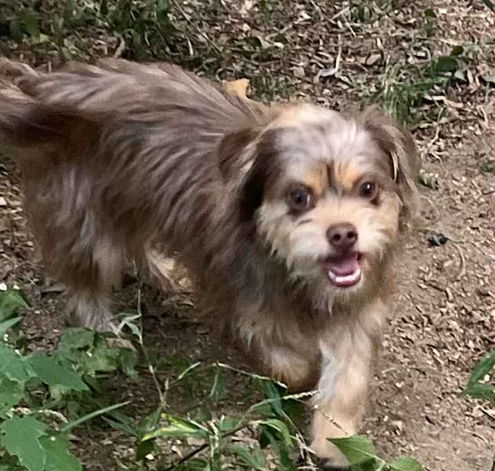 Photo of Brodie