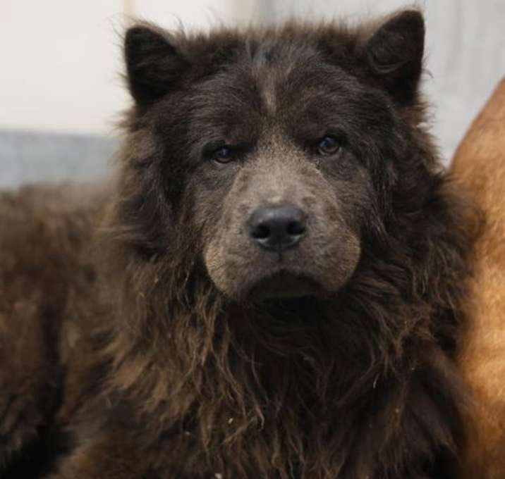 Photo of BORIS