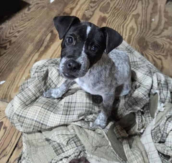 Photo of PEPPER