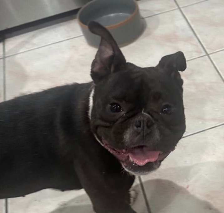 Photo of Willow