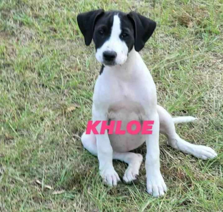 Photo of K litter