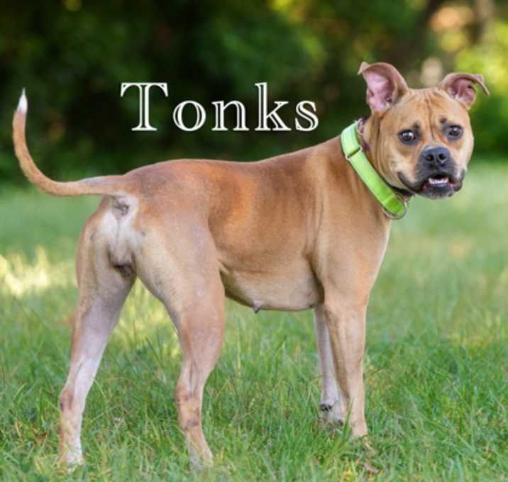 Photo of Tonks