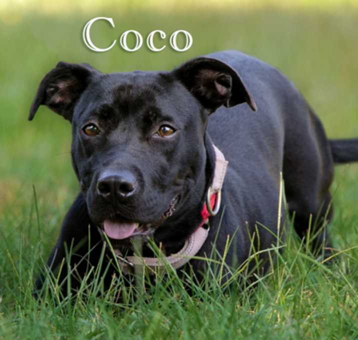 Photo of Coco