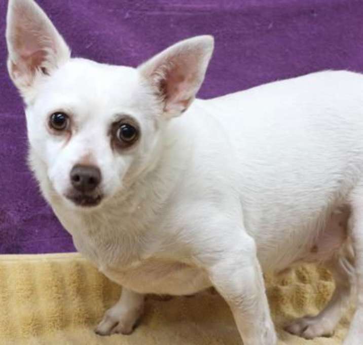 Photo of Charlie AKA Pinapple