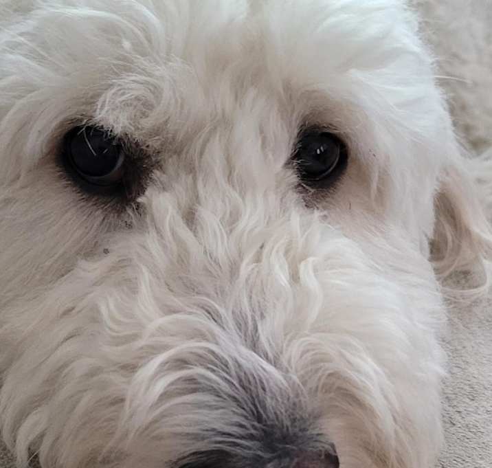 Photo of Cooper