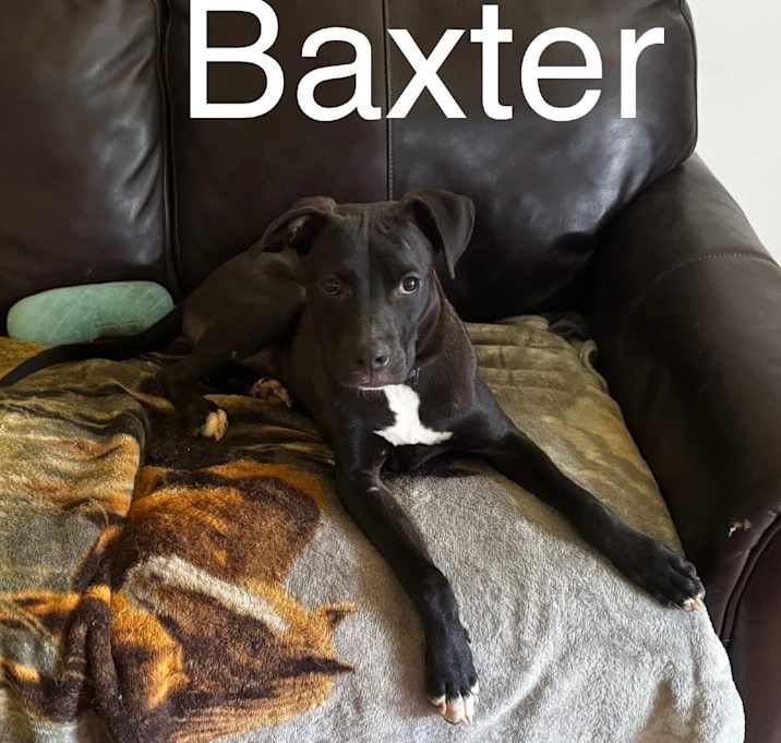 Photo of Baxter