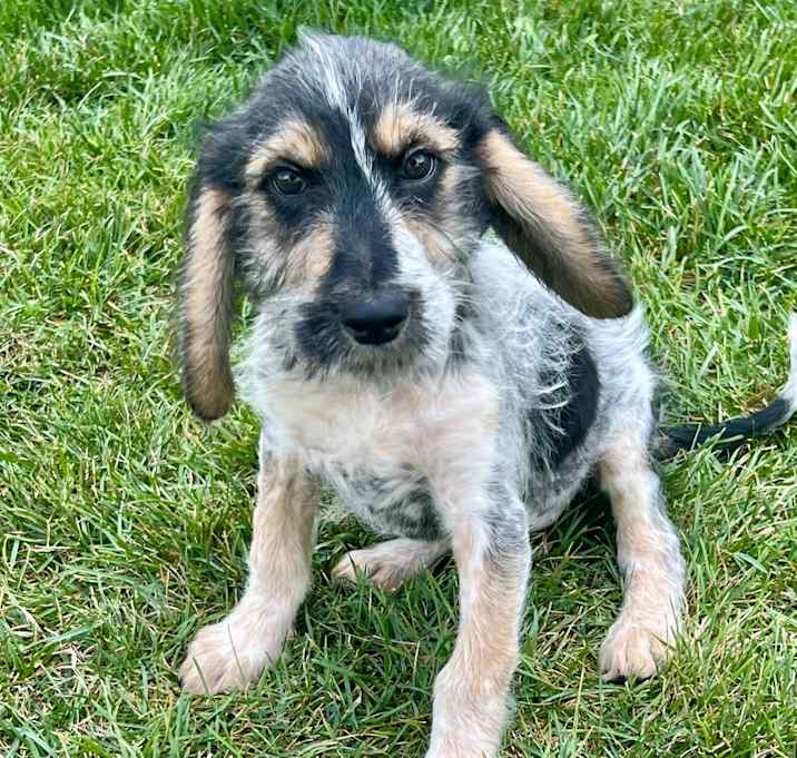 Photo of Josie