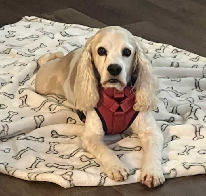 Photo of Biscuit