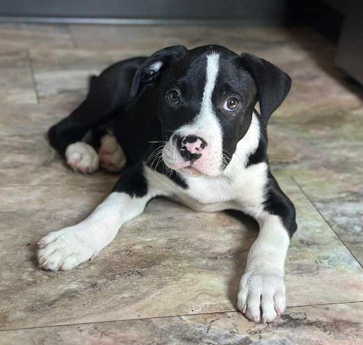 Photo of Pickle