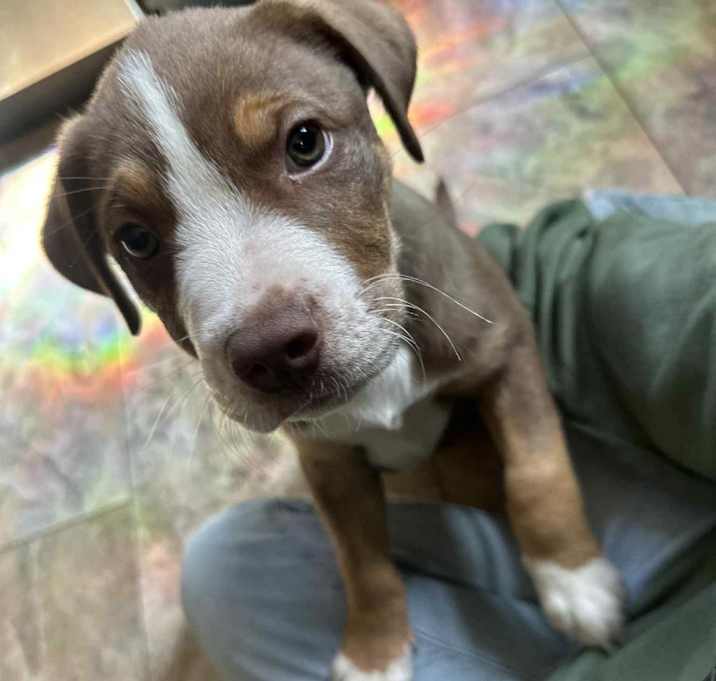 Photo of Peanut