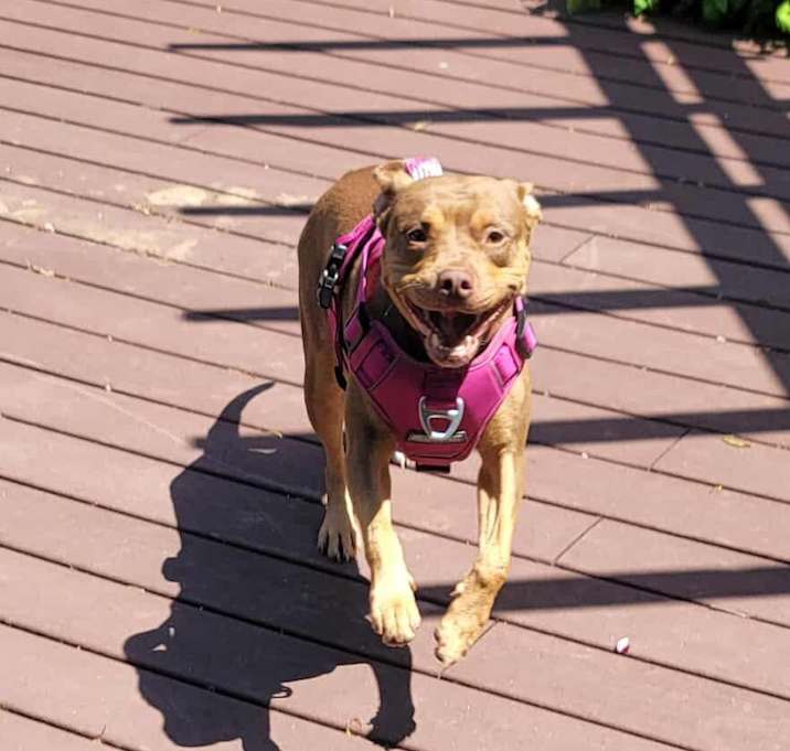 Photo of Penny