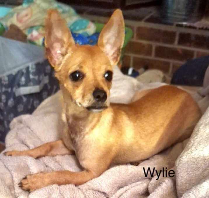 Photo of Wylie