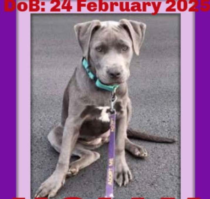 Photo of HOLLY - Fostered in Howland, Maine