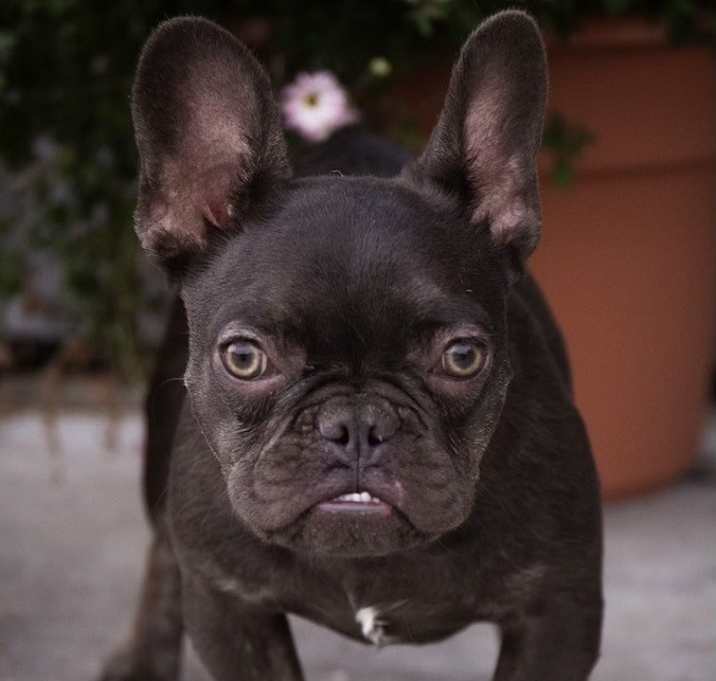 Photo of FB Teach Me Dougie