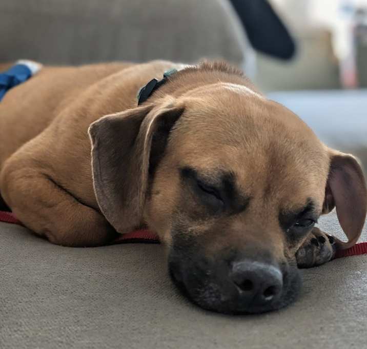 Photo of Barkley