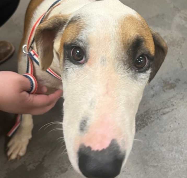 Photo of Roscoe