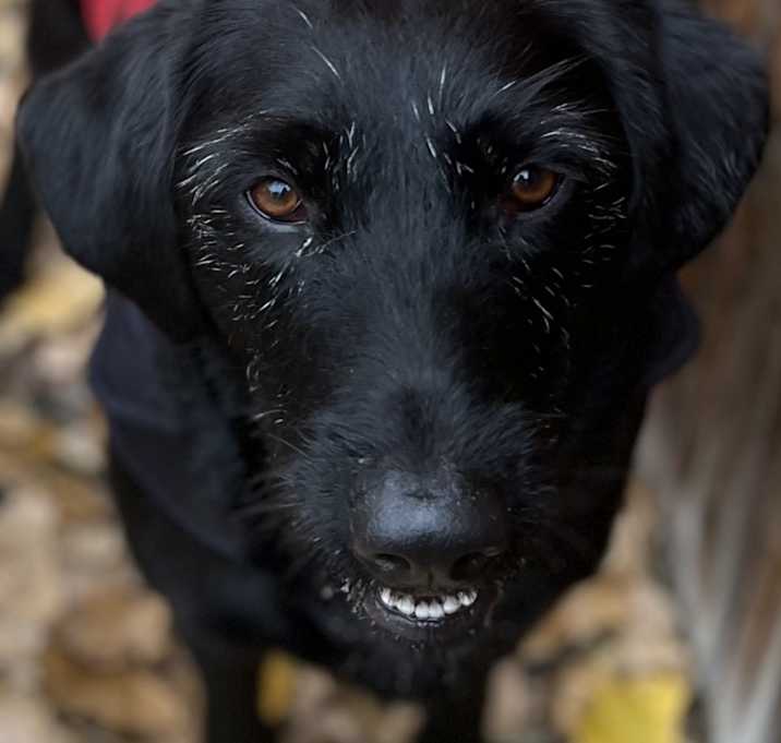 Photo of Daisy
