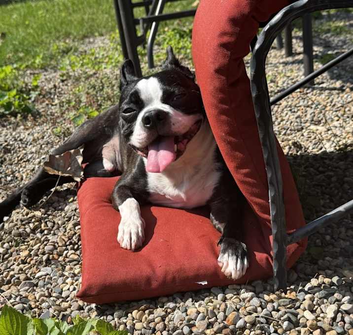 Photo of Meatball