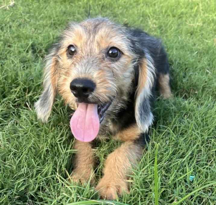 Photo of Max Poodle Mix Puppy