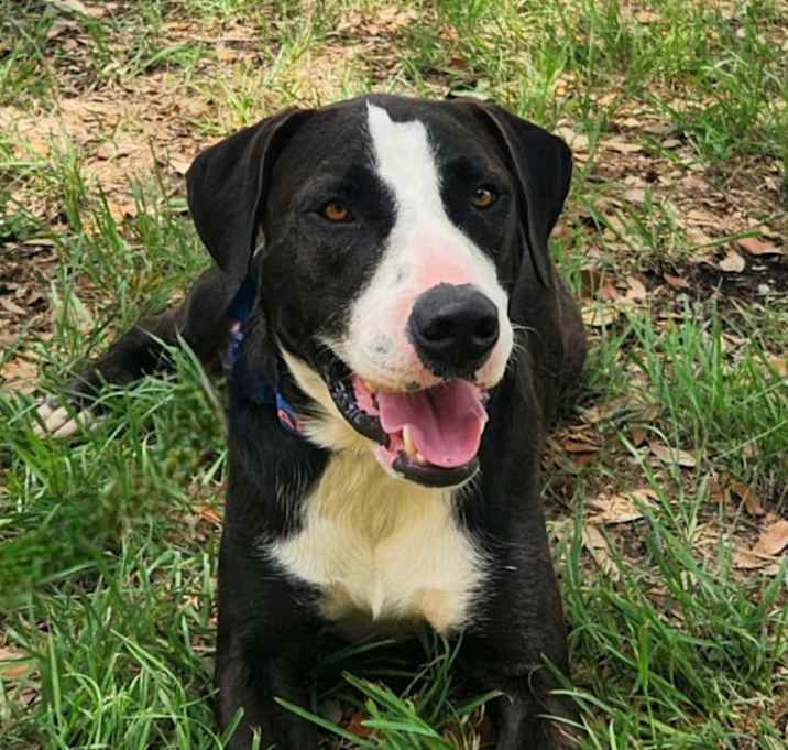 Photo of Frijoles AKA Bean JuM