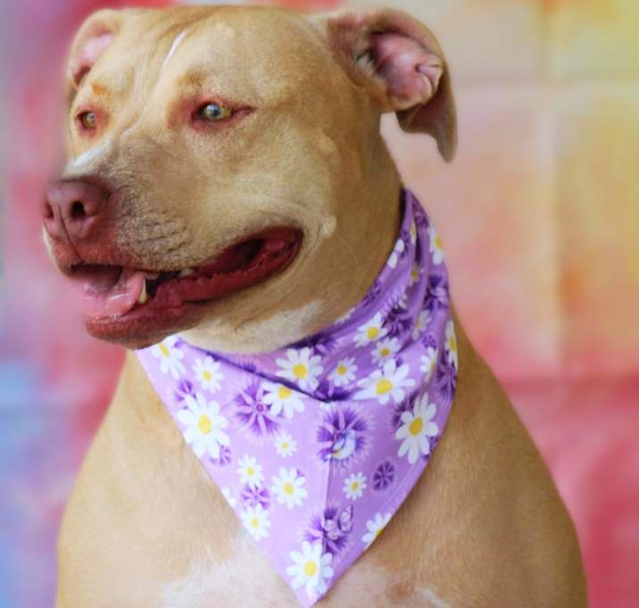 Photo of Smillie JUM