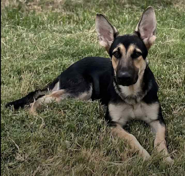 Photo of Laika