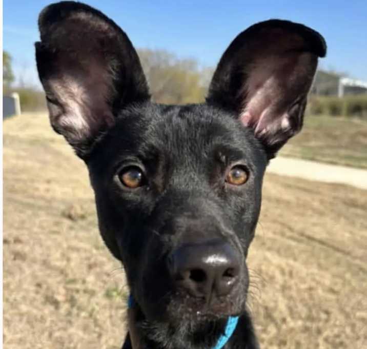 Photo of Dobby