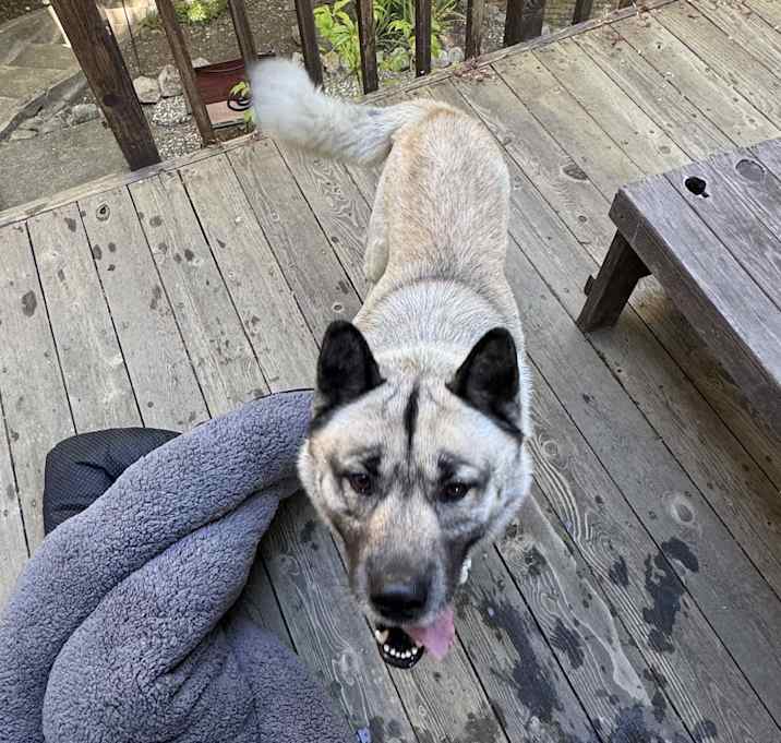 Photo of Lost Akita in Benicia