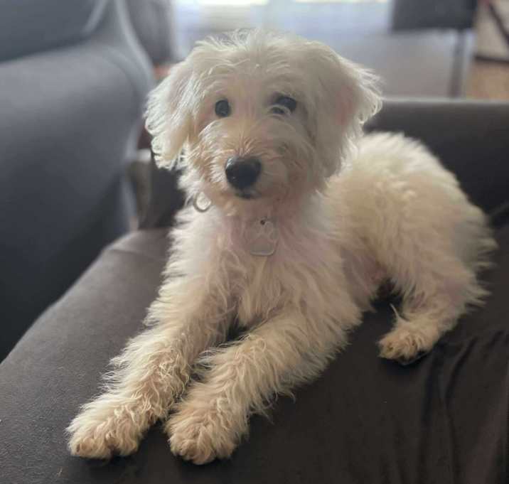 Photo of Scooter