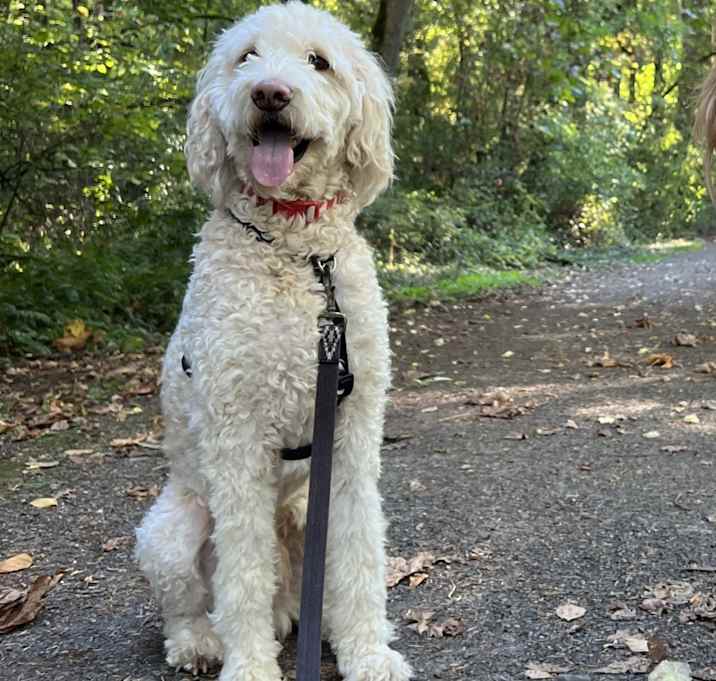 Photo of Nugget
