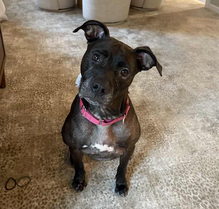 Photo of Lola (Mall of NH)