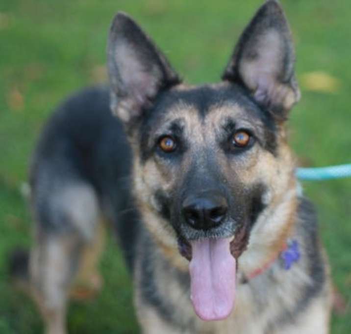 Photo of Willow - MEET ME 12/06/25 @ PETCO!