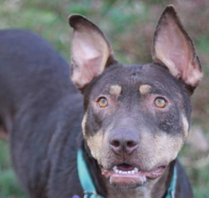 Photo of Mei - MEET ME 12/06/25 @ PETCO!