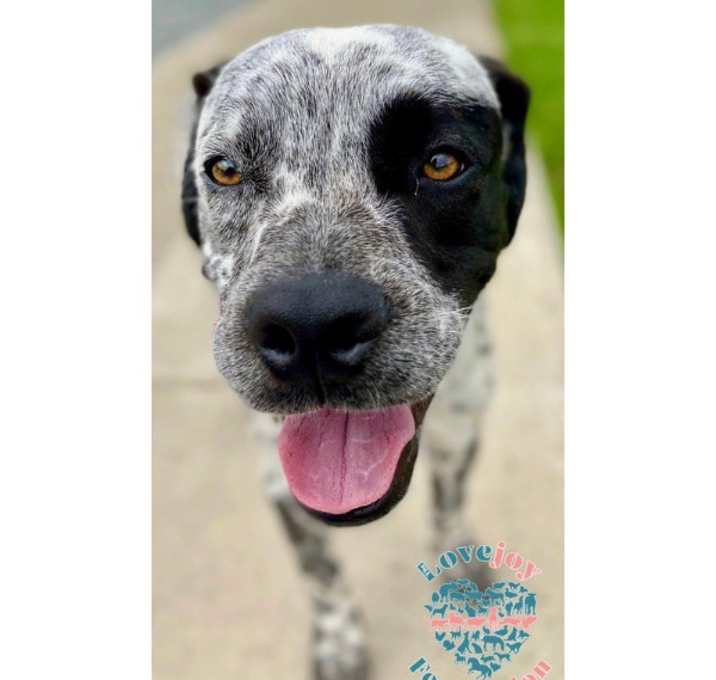 Photo of Moondust COH