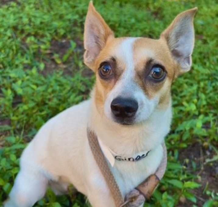 Photo of Ginger (In Foster)