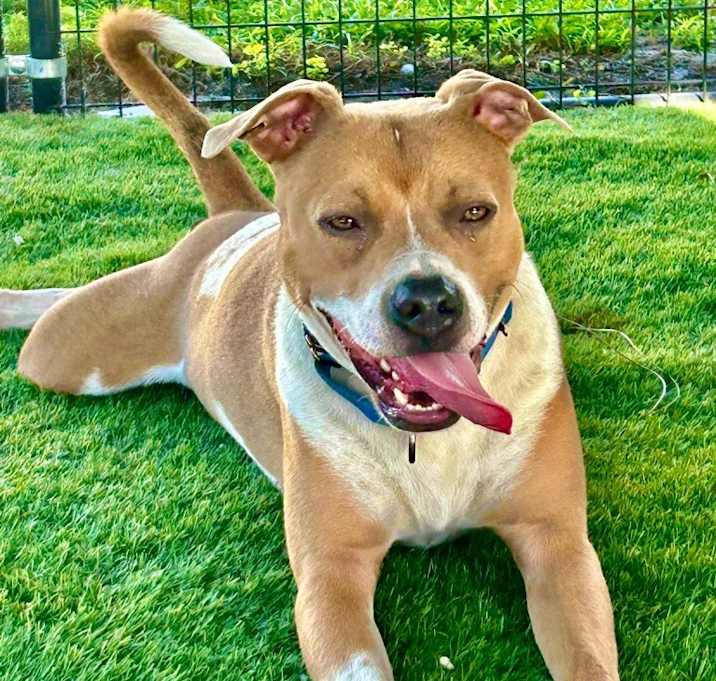 Photo of Sully - A Great Dog!