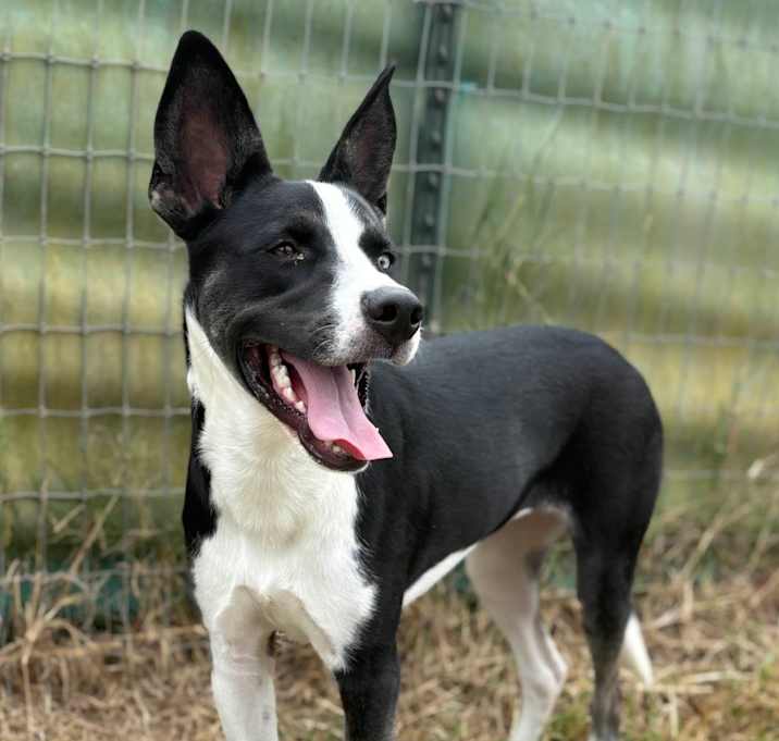 Photo of Jersey-Devil