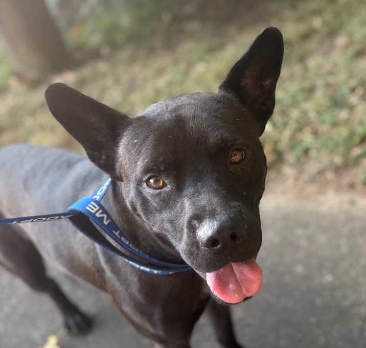 Photo of Cheddar