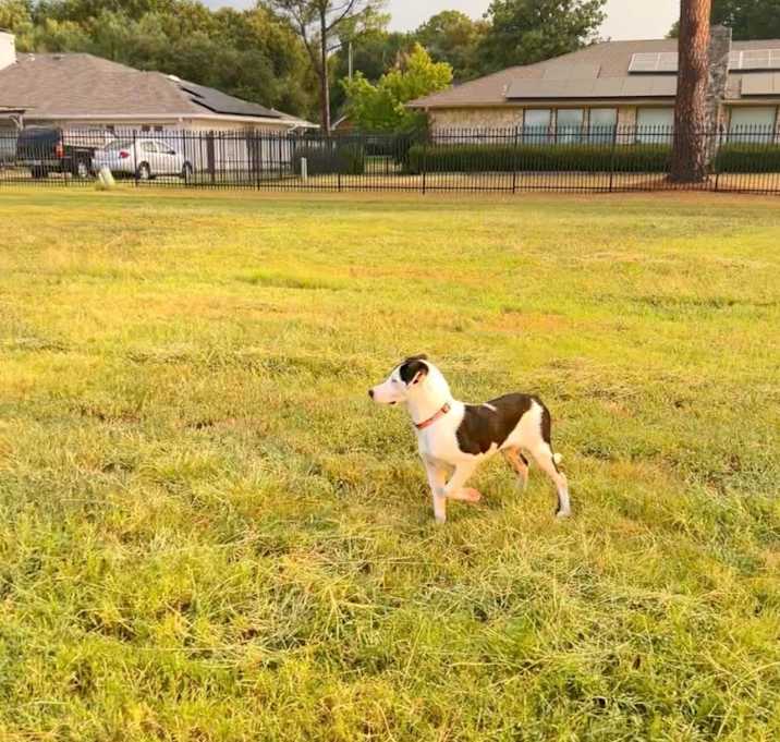 Photo of Puppy