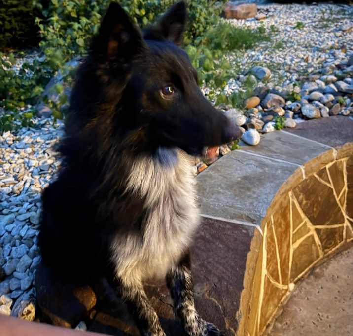 Photo of Toby
