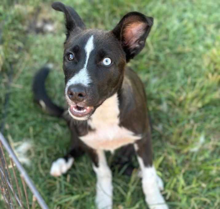 Photo of Punky