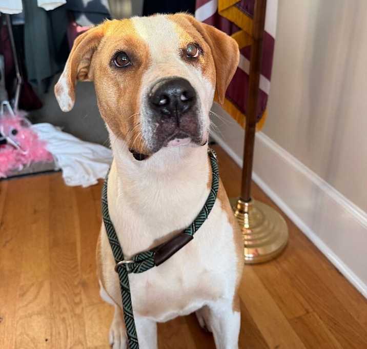 Photo of Butterscotch